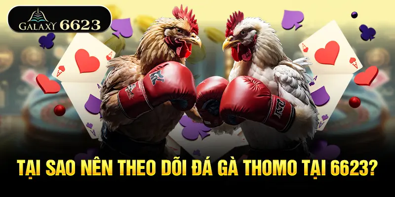 tai-sao-nen-theo-doi-da-ga-thomo-tai-6623